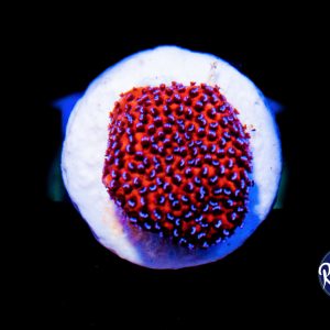 Montipora Mistique_13062019