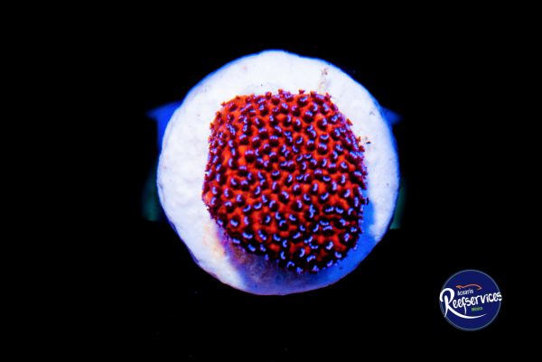 Montipora Mistique_13062019