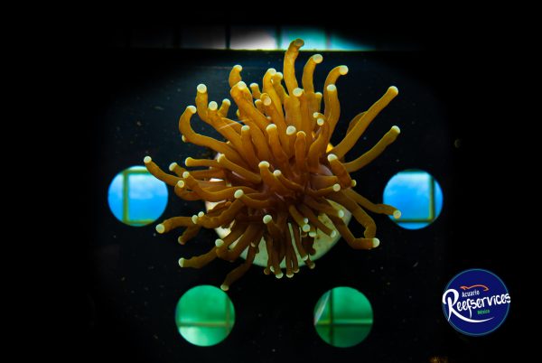 Torch Gold 1_03022022