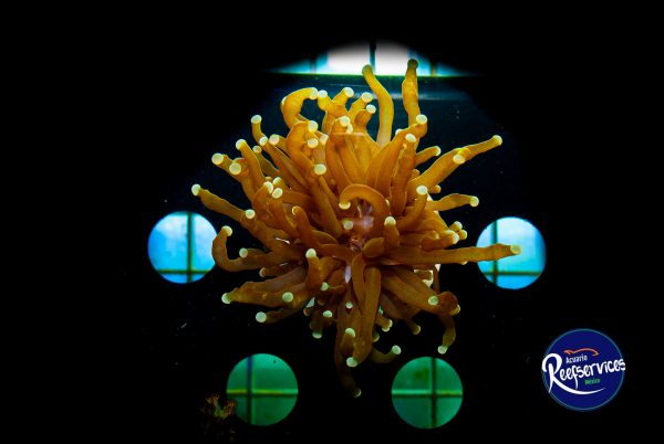 Torch Gold 2_03022022