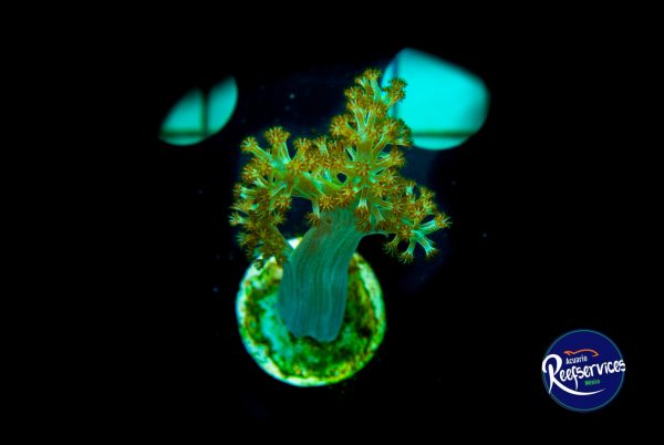 Neptheas Green Toxic 1_03022022