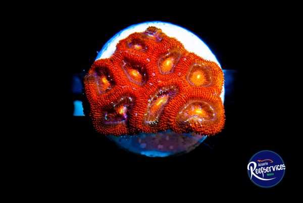 ACANTHASTREA 1_07072022