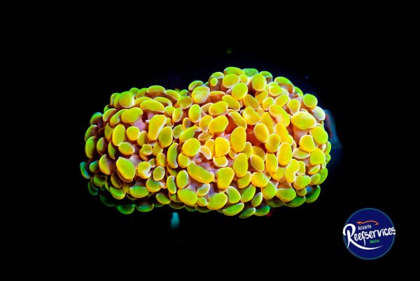 HAMMER GOLD 1_07072022