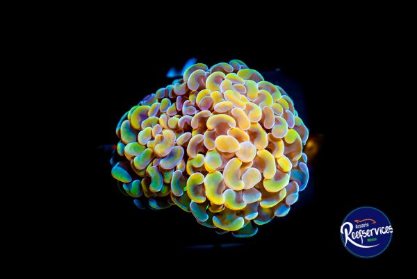 HAMMER GOLD 2_07072022