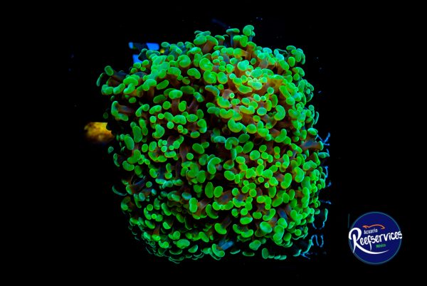 HAMMER GREEN_07072022