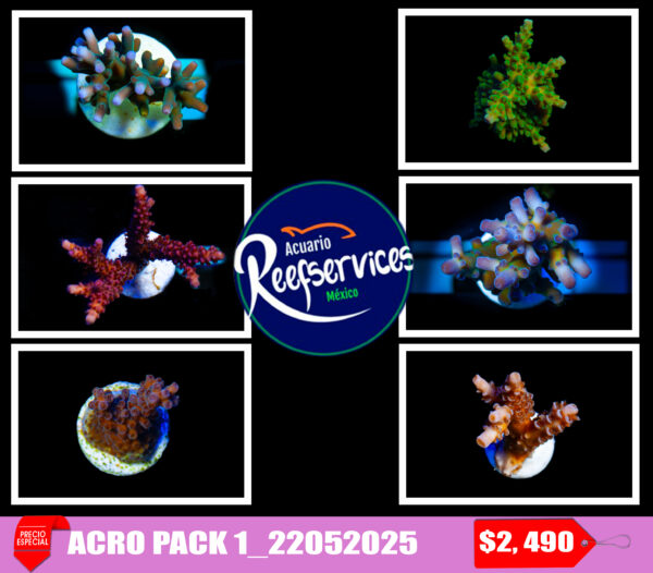 ACRO PACK 1_22052025