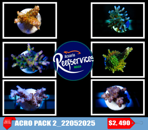 ACRO PACK 2_22052025