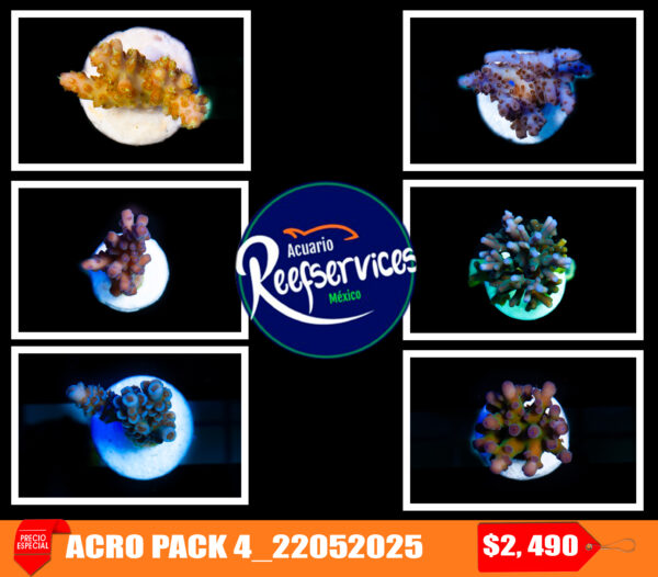 ACRO PACK 4_22052025