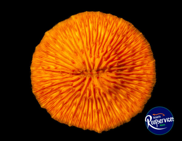 FUNGIA ORANGE RIM_03072025