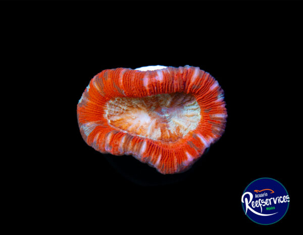 TRACHYPHYLLIA GEOF_03072025
