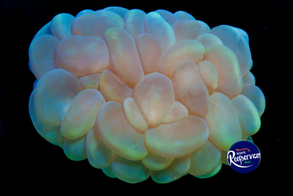 CORAL BURBUJA OJO DE GATO_16092025