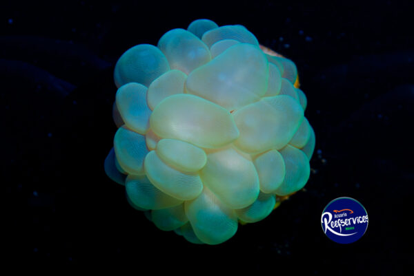 CORAL BURBUJA GREEN METALIC 1_16092025