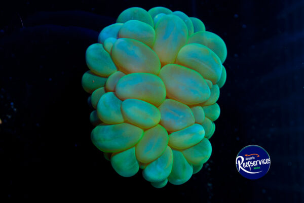 CORAL BURBUJA GREEN METALIC 2_16092025
