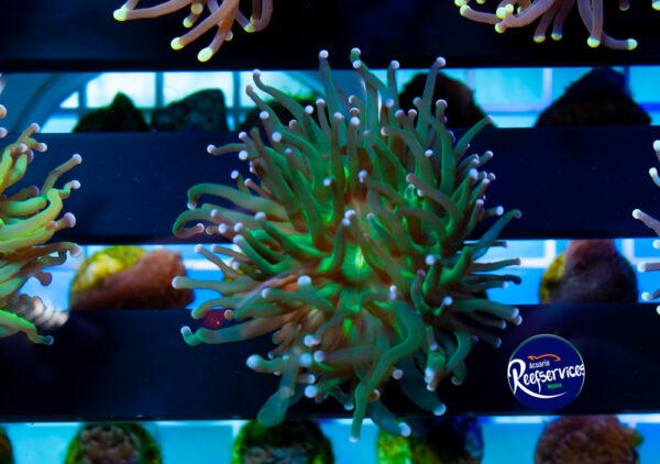 TORCH  ULTRA GREEN UNA CABEZA_1_16092025