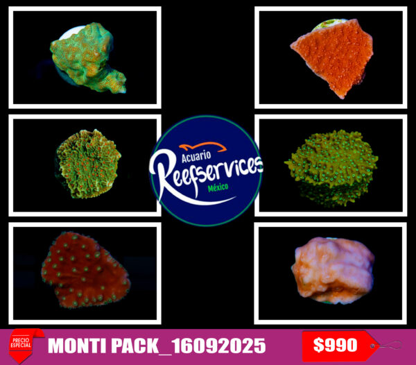 MONTI PACK_16092025