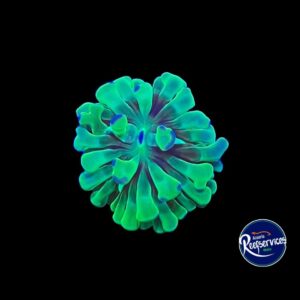 FRAG DE FROGSPAWN  BLUE TIP 1 CABEZA