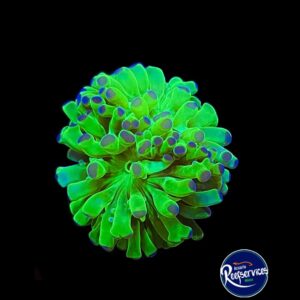 FRAG DE FROGSPAWN BLUE TIP DOBLE CABEZA