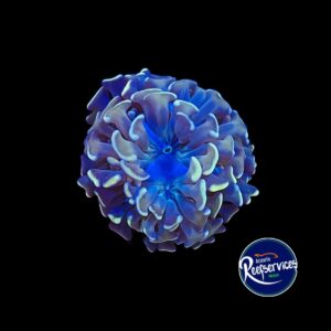 FRAG DE HAMMER GOLD 1 CABEZA