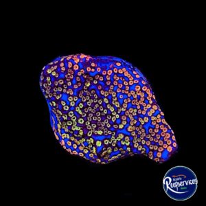 FRAG DE MONTIPORA SUPERMAN