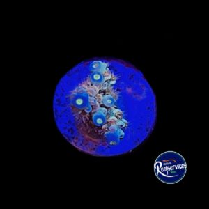 FRAG DE ACROPORA TENUIS WALT DISNEY