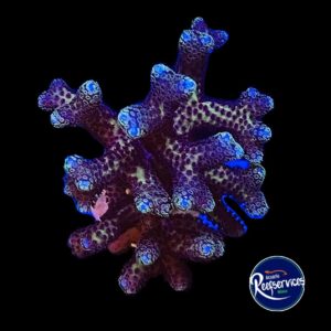 FRAG SERIATOPORA PINK (NIDO DE PAJARO)