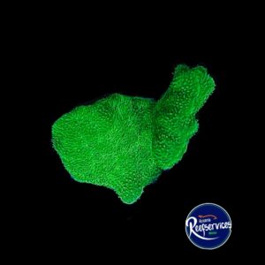 FRAG PASAMACORA TOXIC GREEN