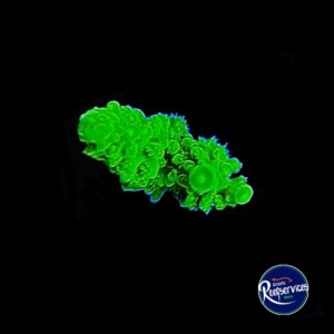 FRAG DE ACROPORA YONGEI