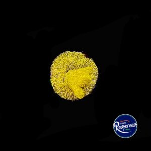 FRAG PASAMACORA ORANGE