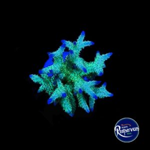 FRAG NIDO DE PAJARO
