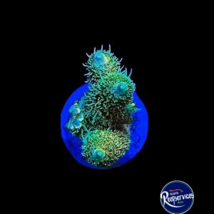 FRAG DE ACROPORA MILLEPORA RAINBOW