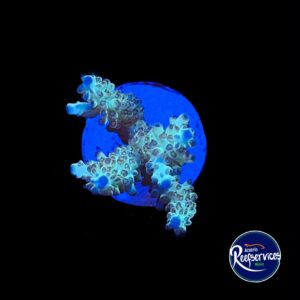 FRAG DE ACROPORA BLUEBERRY SHORTCAKE