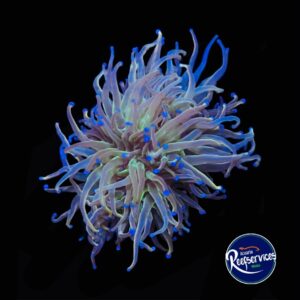 TORCH HELL FIRE BLUE TIP DOBLE CABEZA