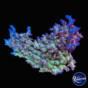 COLONIA DE ACROPORA RAINBOW