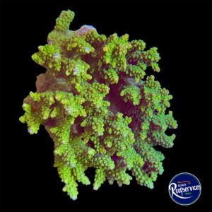 COLONIA DE ACROPORA PINK TIP PALETA