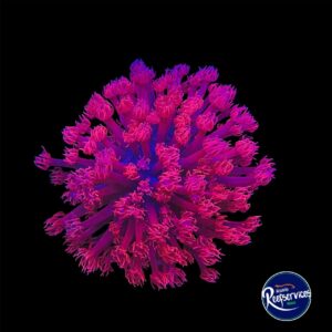 GONIOPORA JEWELL STONE RED