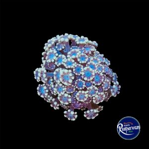 ALVEOPORA ULTRA COLOR
