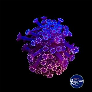 ALVEOPORA ULTRA COLOR